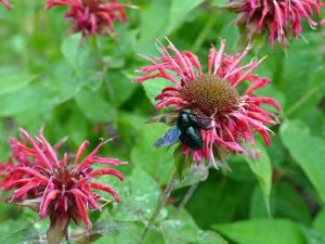 Staudenmischungen sind vielfältig und bieten Lebensraum für Insekten.